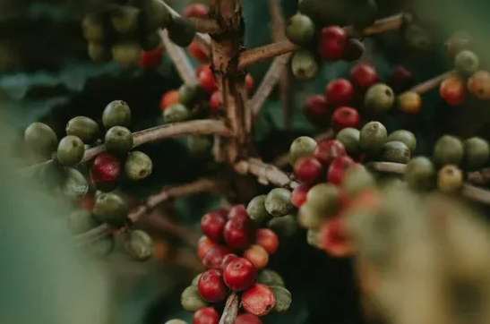 Coffee cherries, varying in ripeness from green to red, cluster on a coffee plant branch.
Img by Eduardo Gorghet - Unsplash