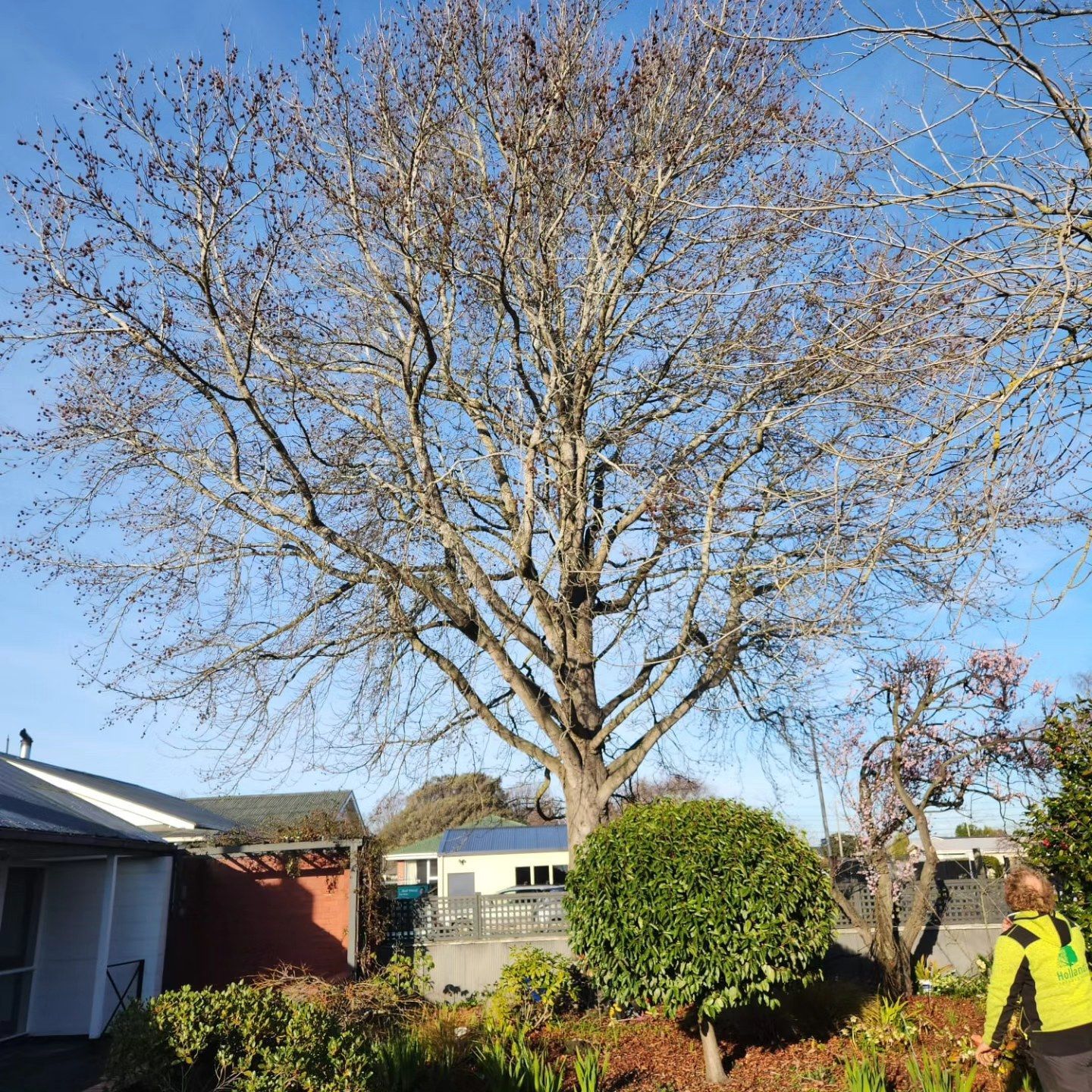 Tree Trimming Christchurch