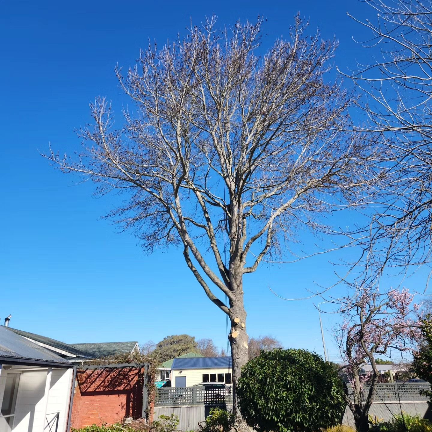 After Tree Trimming Redwood Christchurch