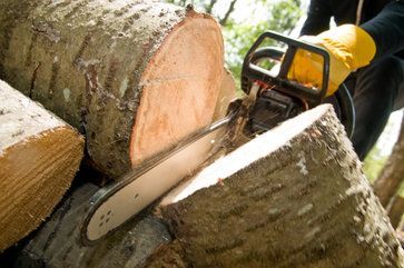 Tree Cut with a chain saw