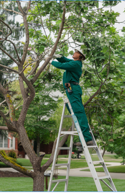 Trimming and Pruning a tree in Christchurch