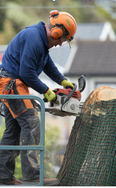 A Tree being Removed From Garden In Merivale Christchurch