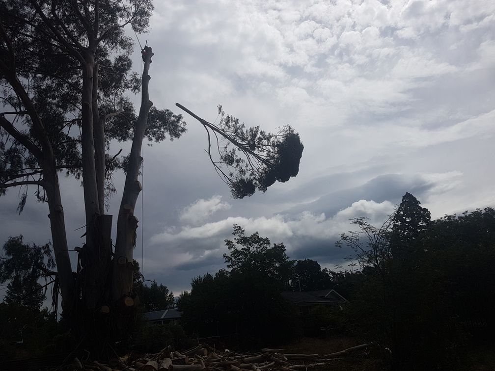 Tree trimming Christchurch