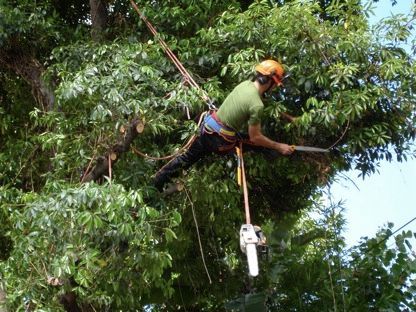 Tree-Pruning-in-Process+Christchurch