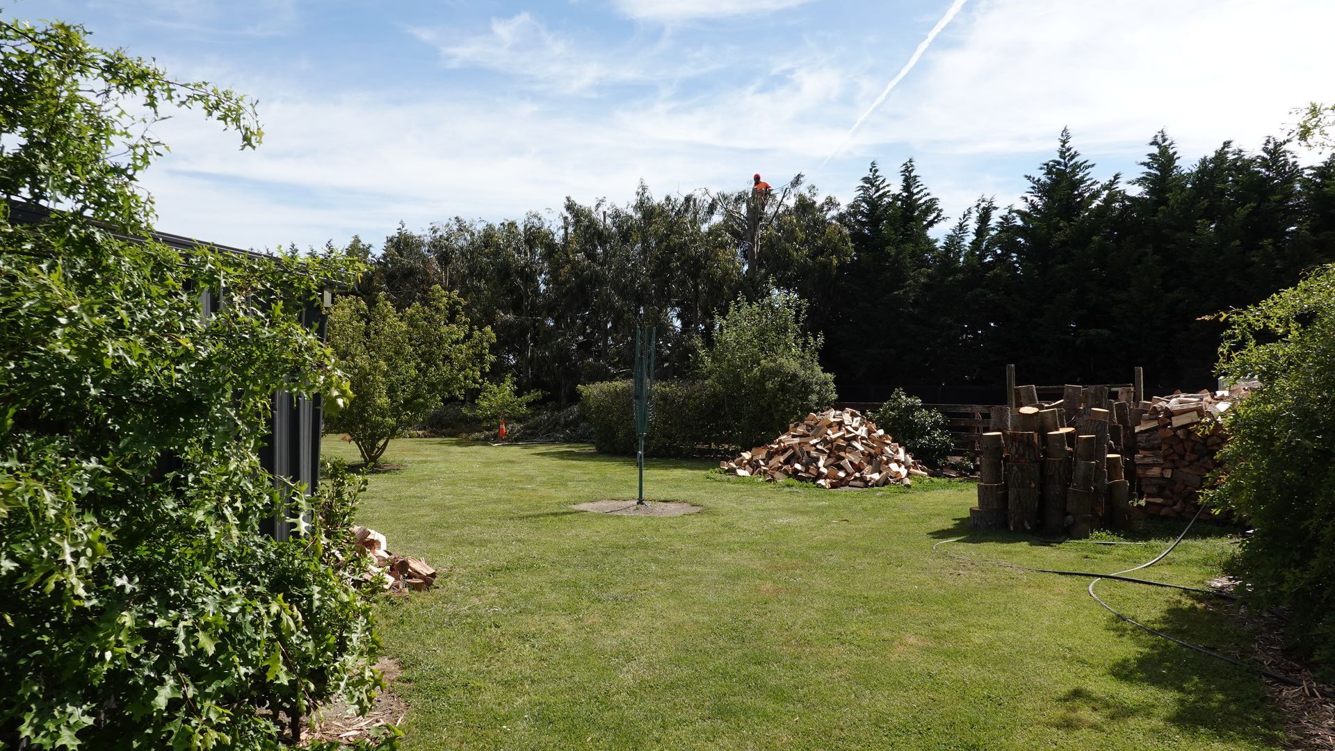 After Tree Trimming Christchurch