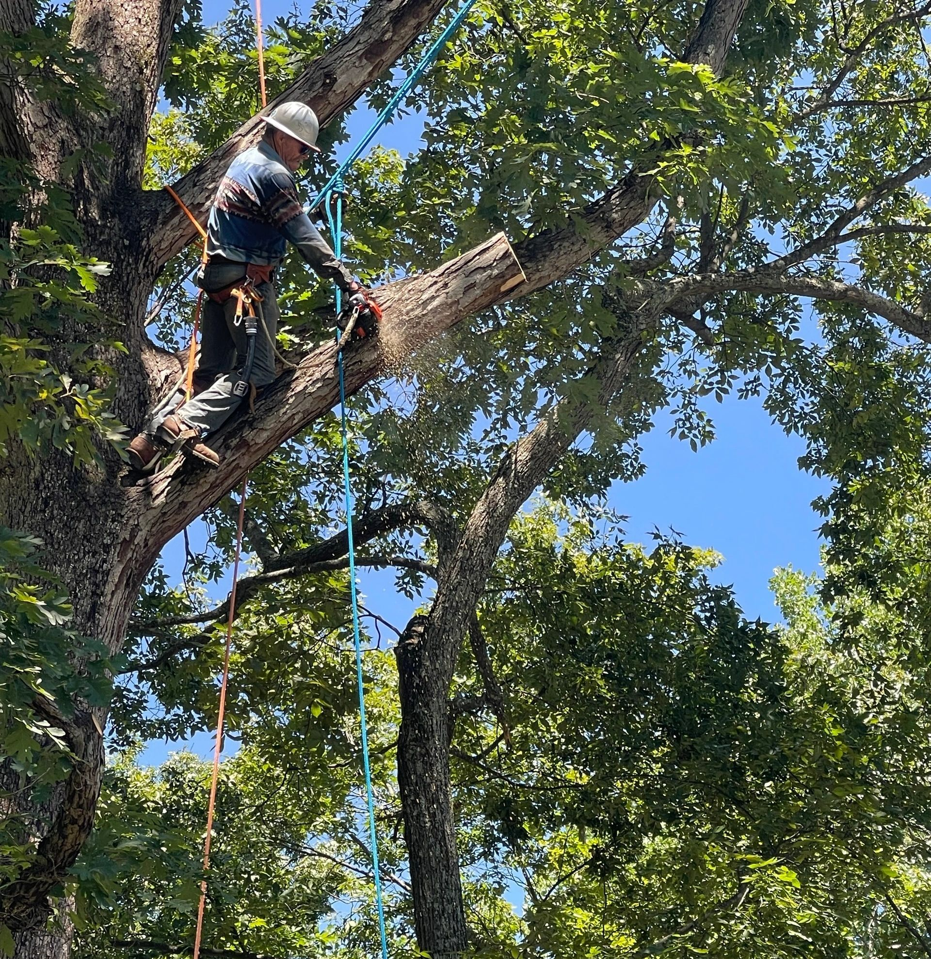 Arborist in a tree, cutting a branch with a chainsaw, secured by ropes, against a blue sky.