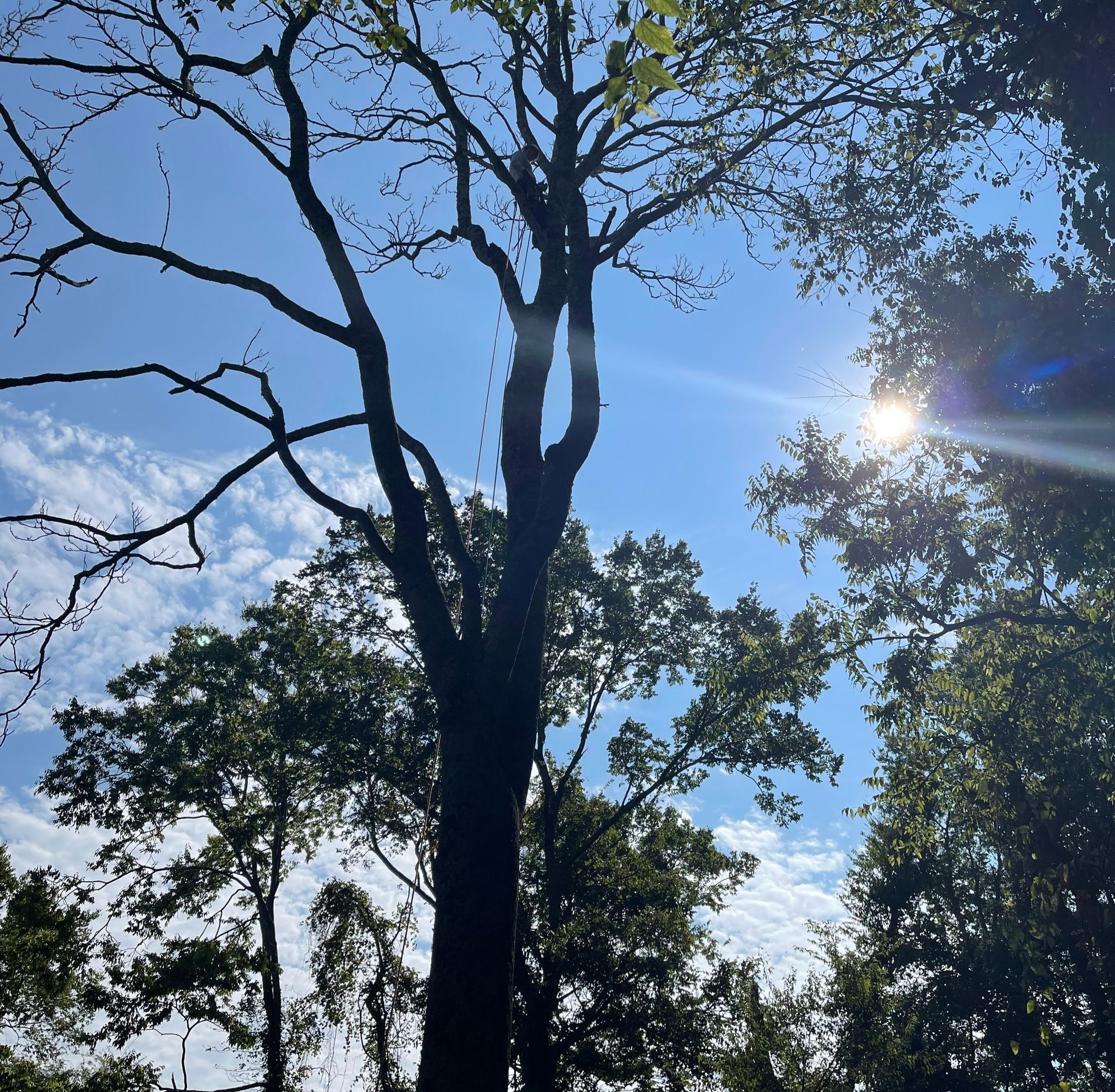 Sun shining through tree branches and leaves against a blue sky.