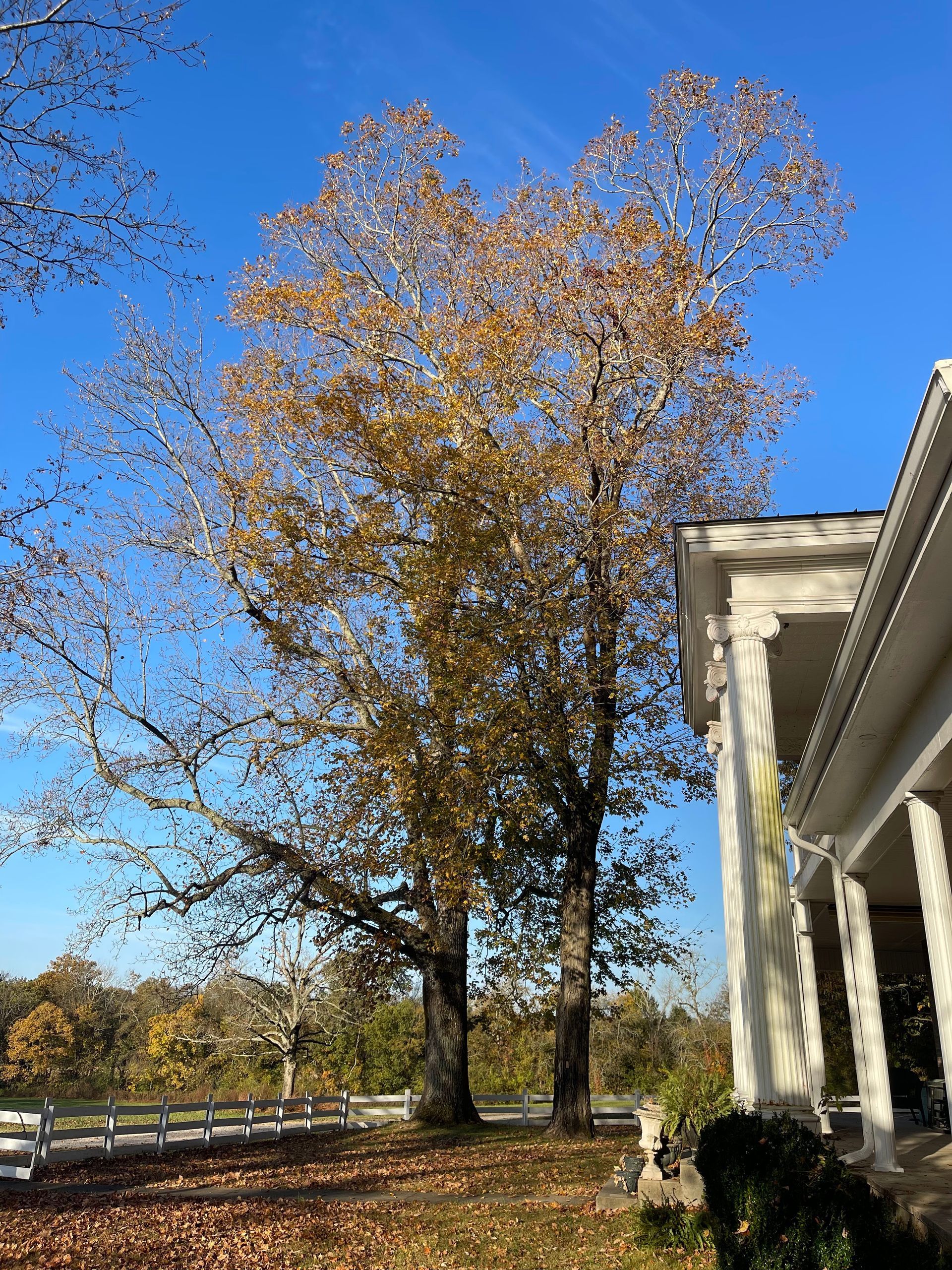 Tall tree with fall foliage next to a white house with columns, against a blue sky.