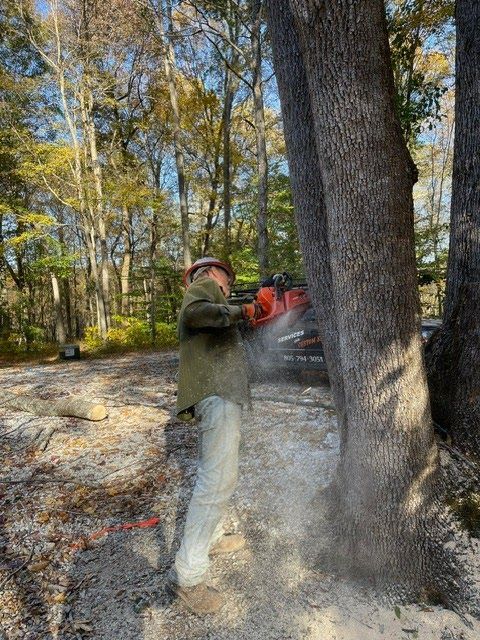Person using a chainsaw to cut a tree. Sawdust fills the air. Outdoors, trees, and sky.