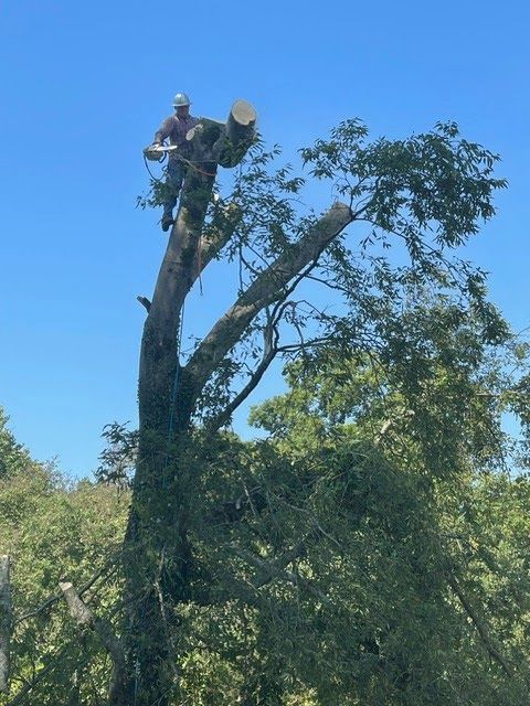 Arborist in harness cutting tree branches, bright blue sky in background.