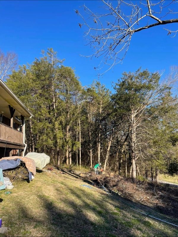 Lawn with trees and a building on a sunny day. Green grass and foliage contrast with the clear blue sky.