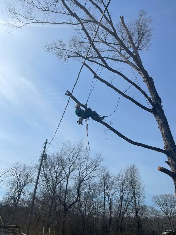 Arborist in tree, using ropes to cut branches against a blue sky, power lines in background.