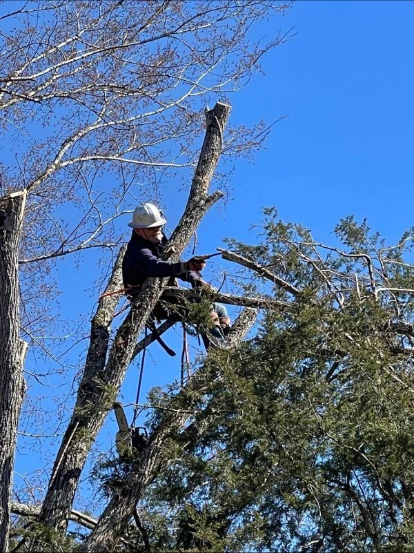 Person in a tree, trimming branches, wearing a hard hat, with a safety harness against a clear blue sky.