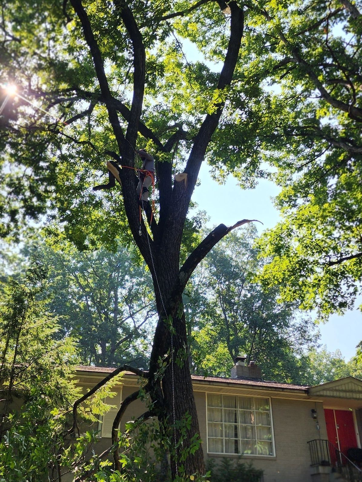 Two people pruning a tall tree near a house with a red door, bright sunlight.