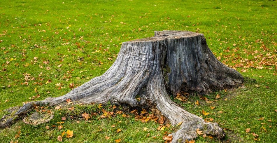 Tree stump in a grassy field, with exposed roots and autumn leaves scattered around.