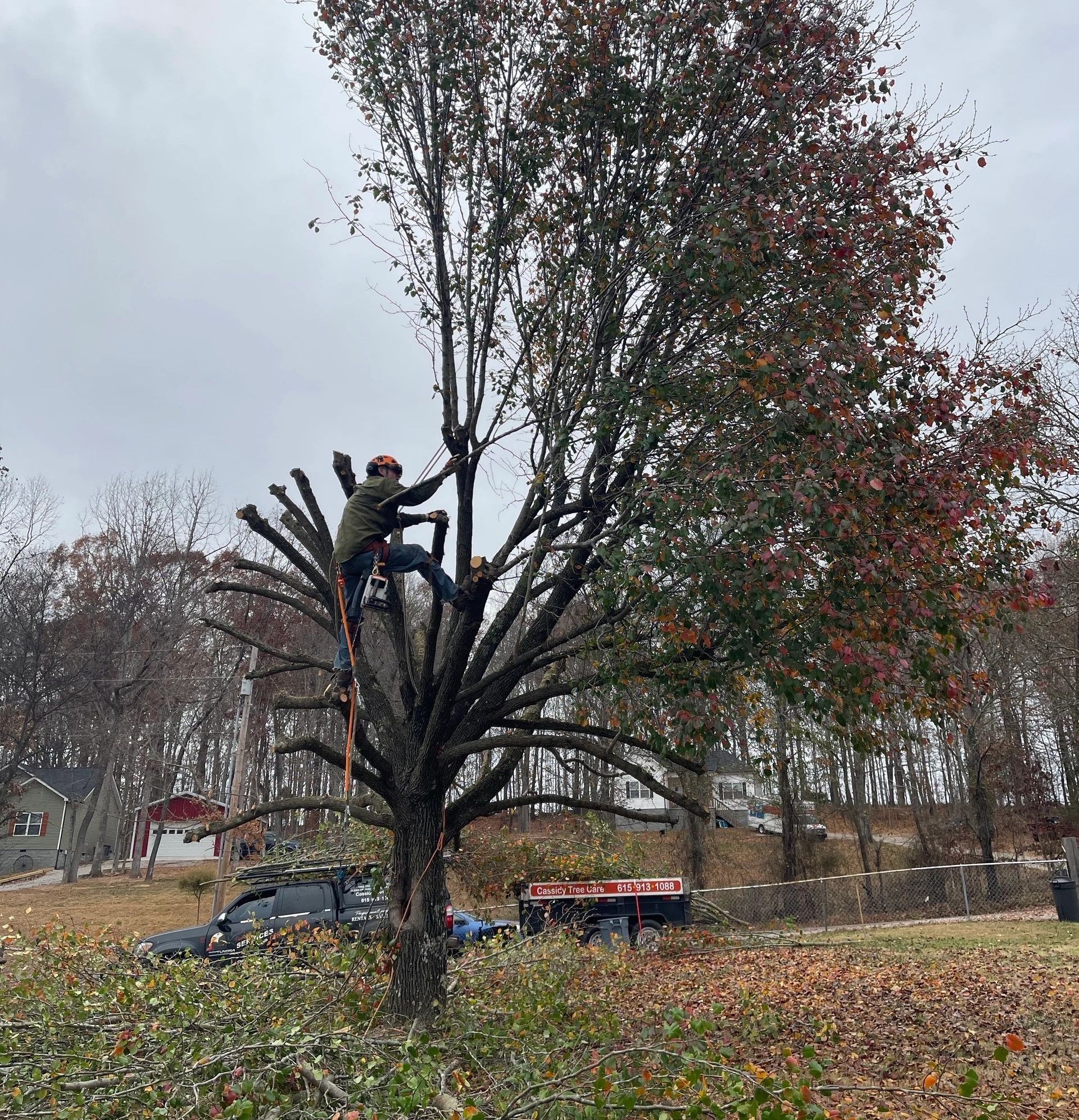 Arborist trimming tree; person in harness on branches. Truck and trailer in a yard with cloudy sky.