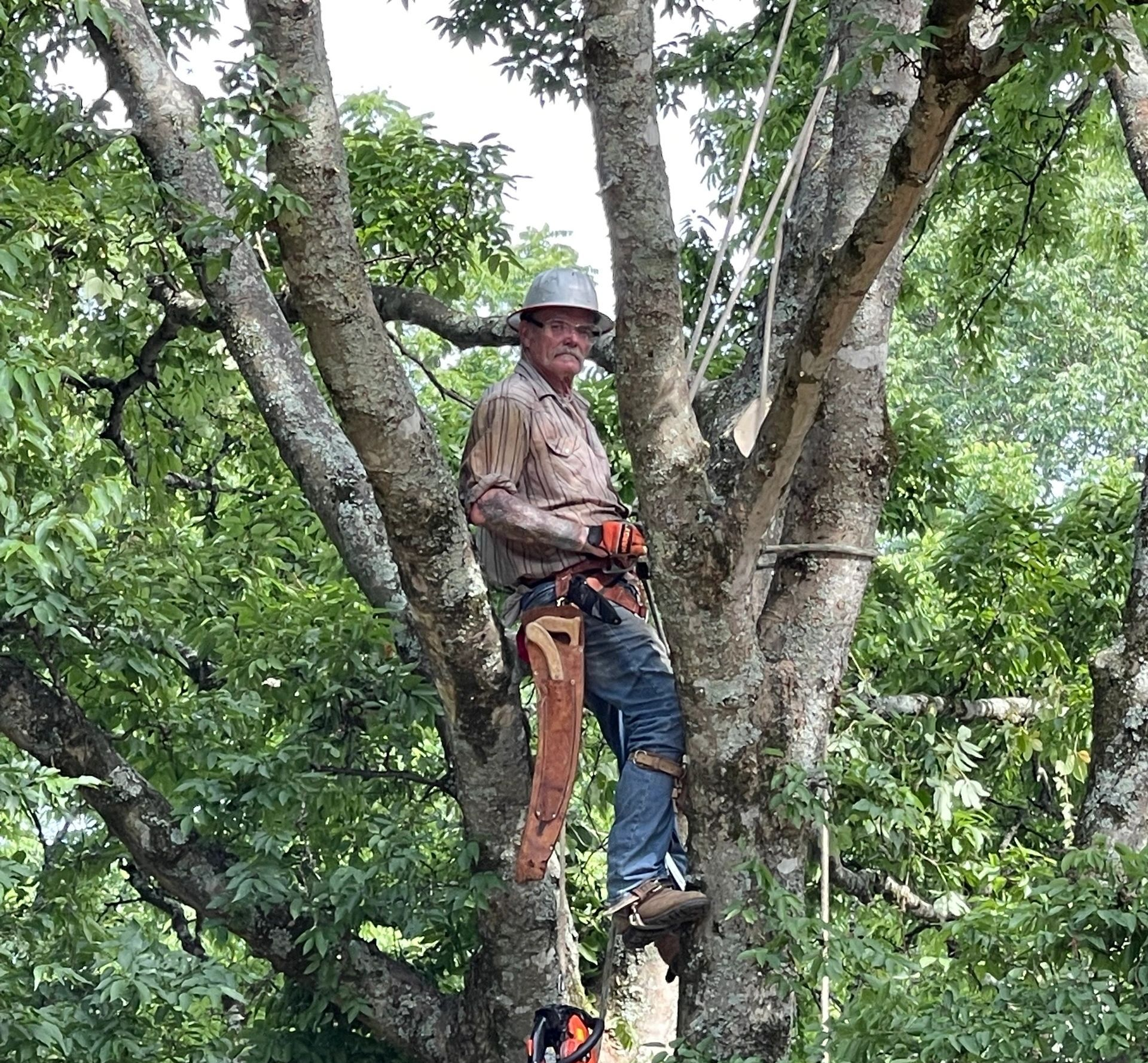 A tree trunk split open with a large branch cut, logs on the ground, green grass, blue sky.