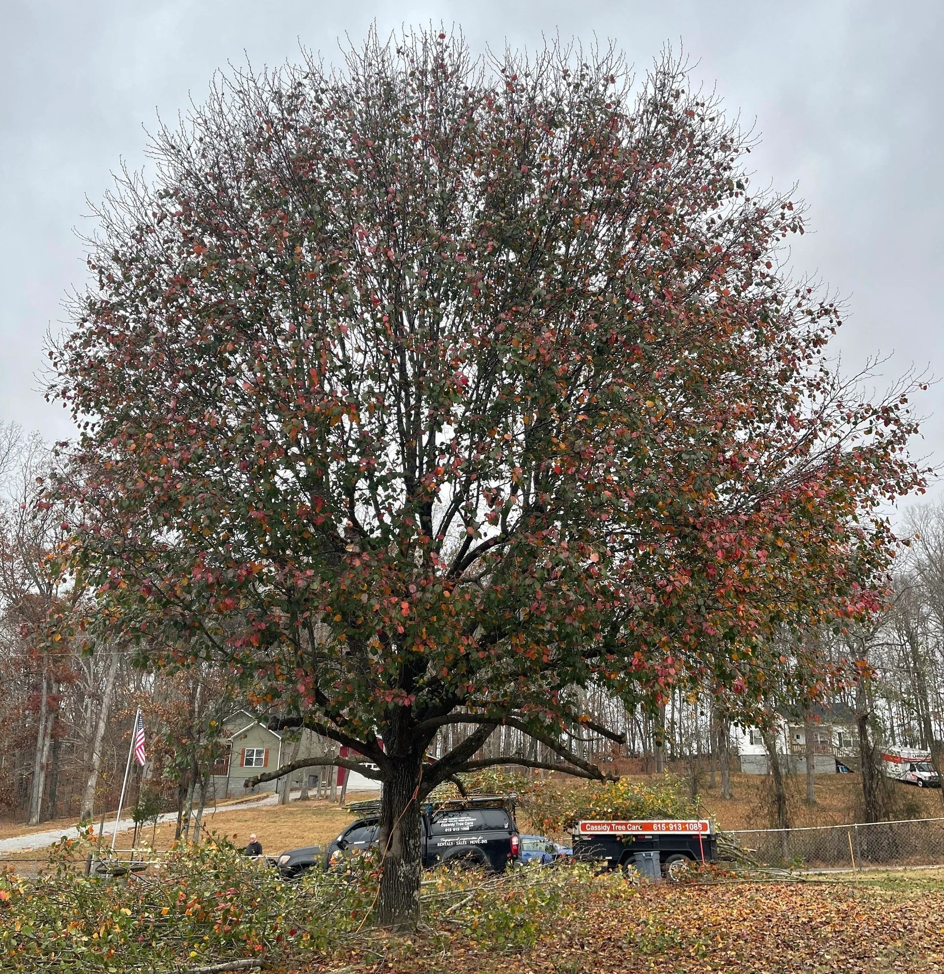 Mature tree with red fruit and foliage in autumn. Overcast sky and rural setting.