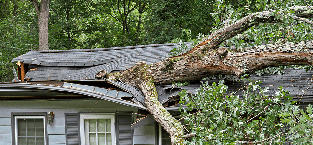 Tree branch fallen on a house roof, causing damage.