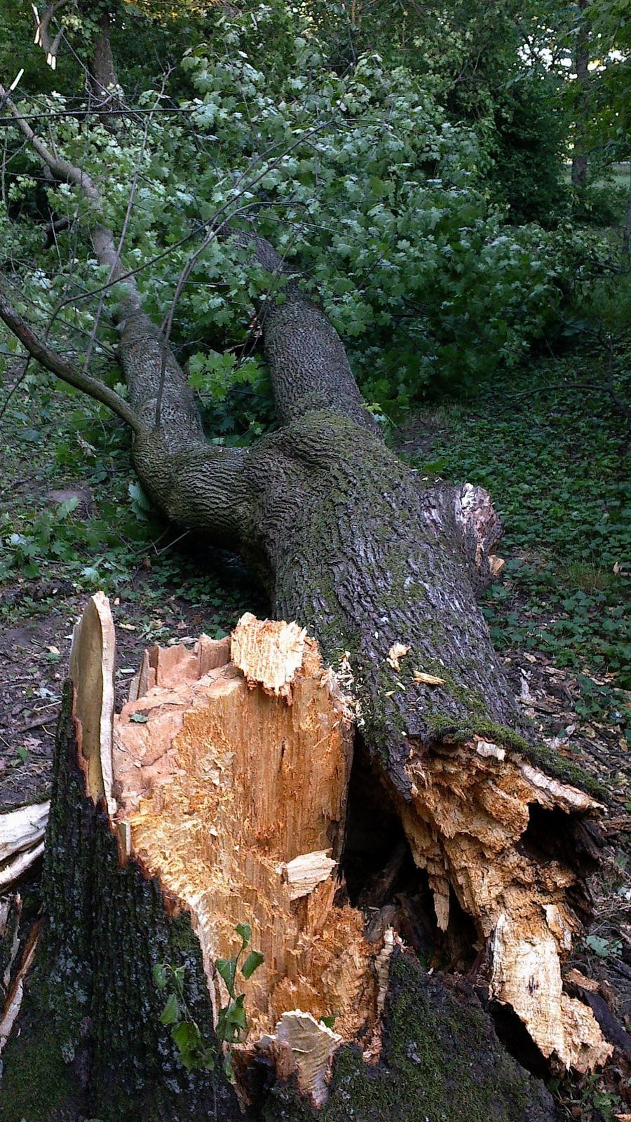 Fallen tree trunk with broken, exposed wood, mossy bark, in a forest setting.