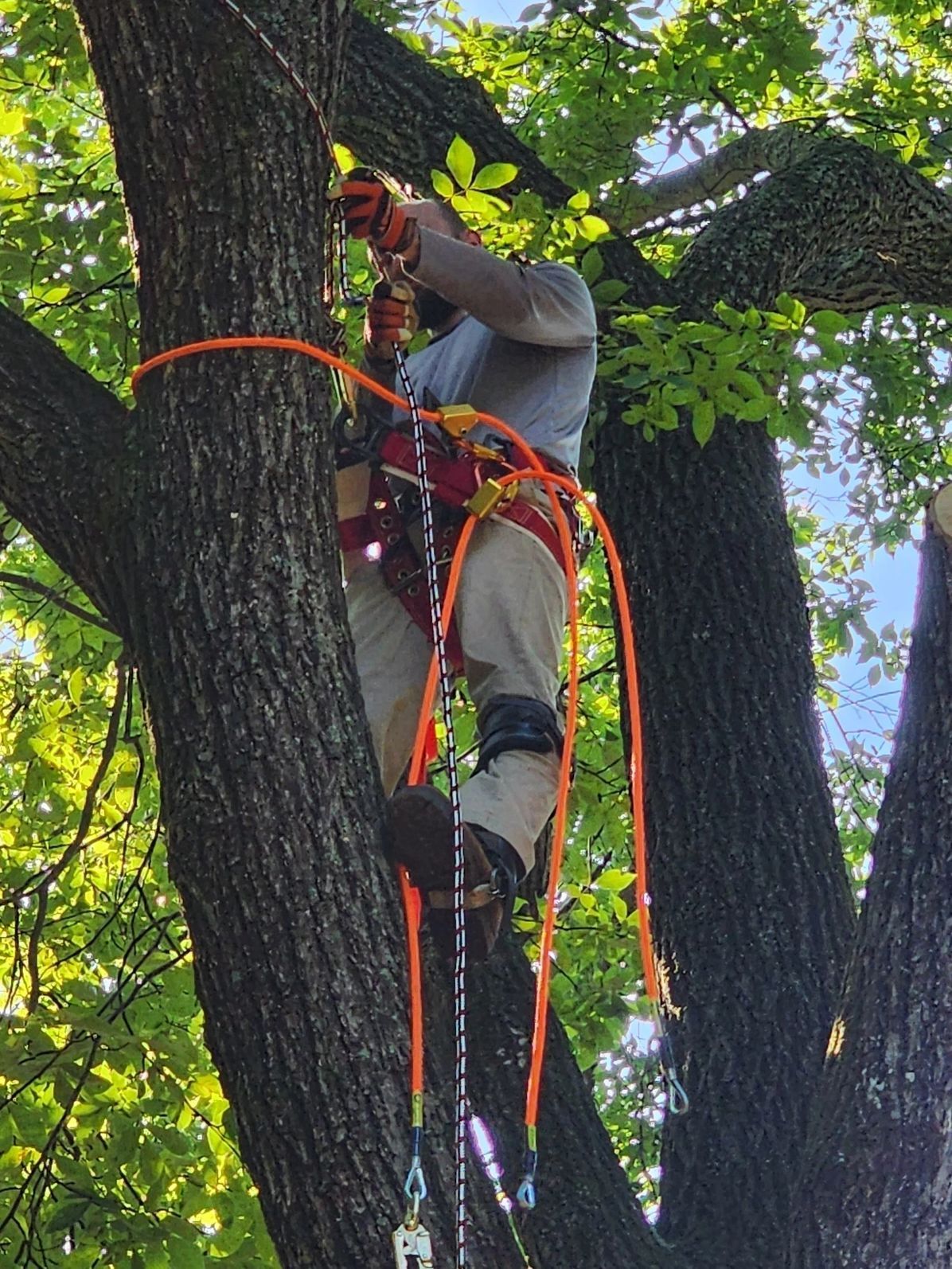Person using climbing gear in a tree, secured with orange ropes.