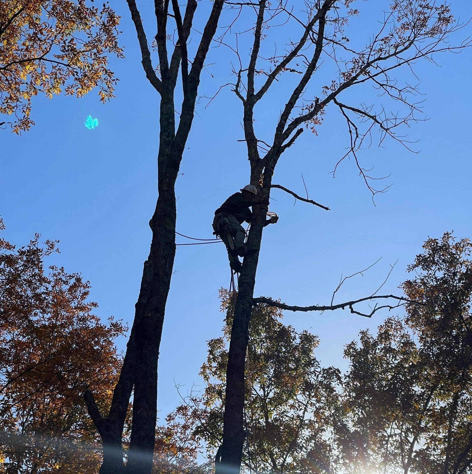 Person climbing a bare tree under a clear blue sky, surrounded by fall foliage.