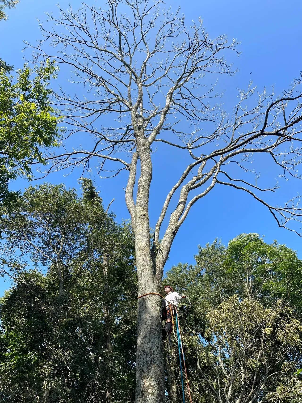 A person climbing a tall tree with bare branches against a bright blue sky.