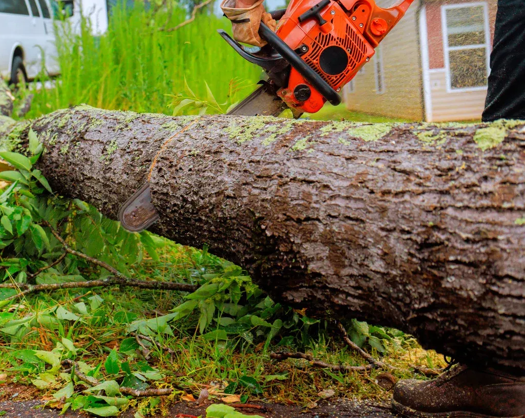 Person using an orange chainsaw to cut a large tree trunk on the ground outdoors.