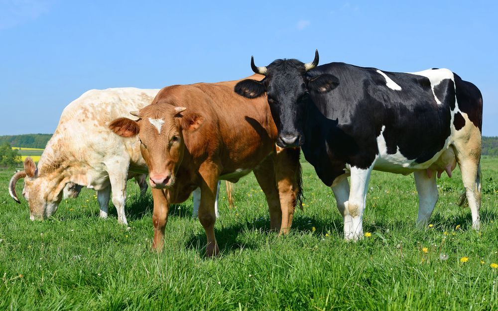 Tres vacas (una blanca, una marrón y una blanca y negra) pastan en un prado verde y soleado bajo un cielo azul despejado.