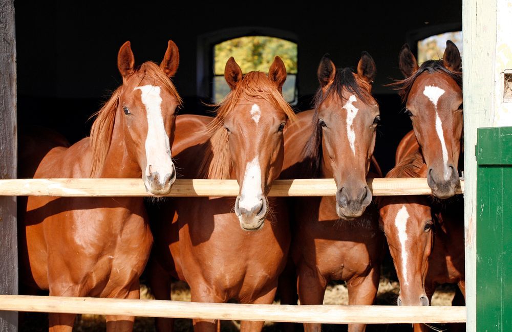 Cuatro caballos marrones con manchas blancas en la cara están de pie 