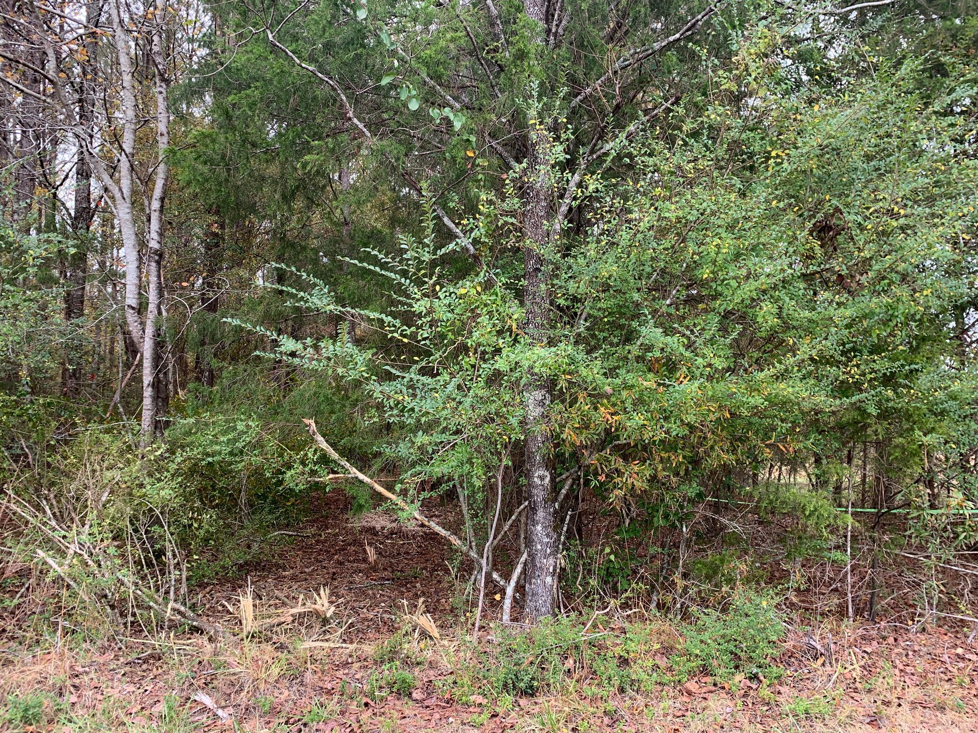 Before Tree Clearing - Aberdeen, MS - Ground Pounders