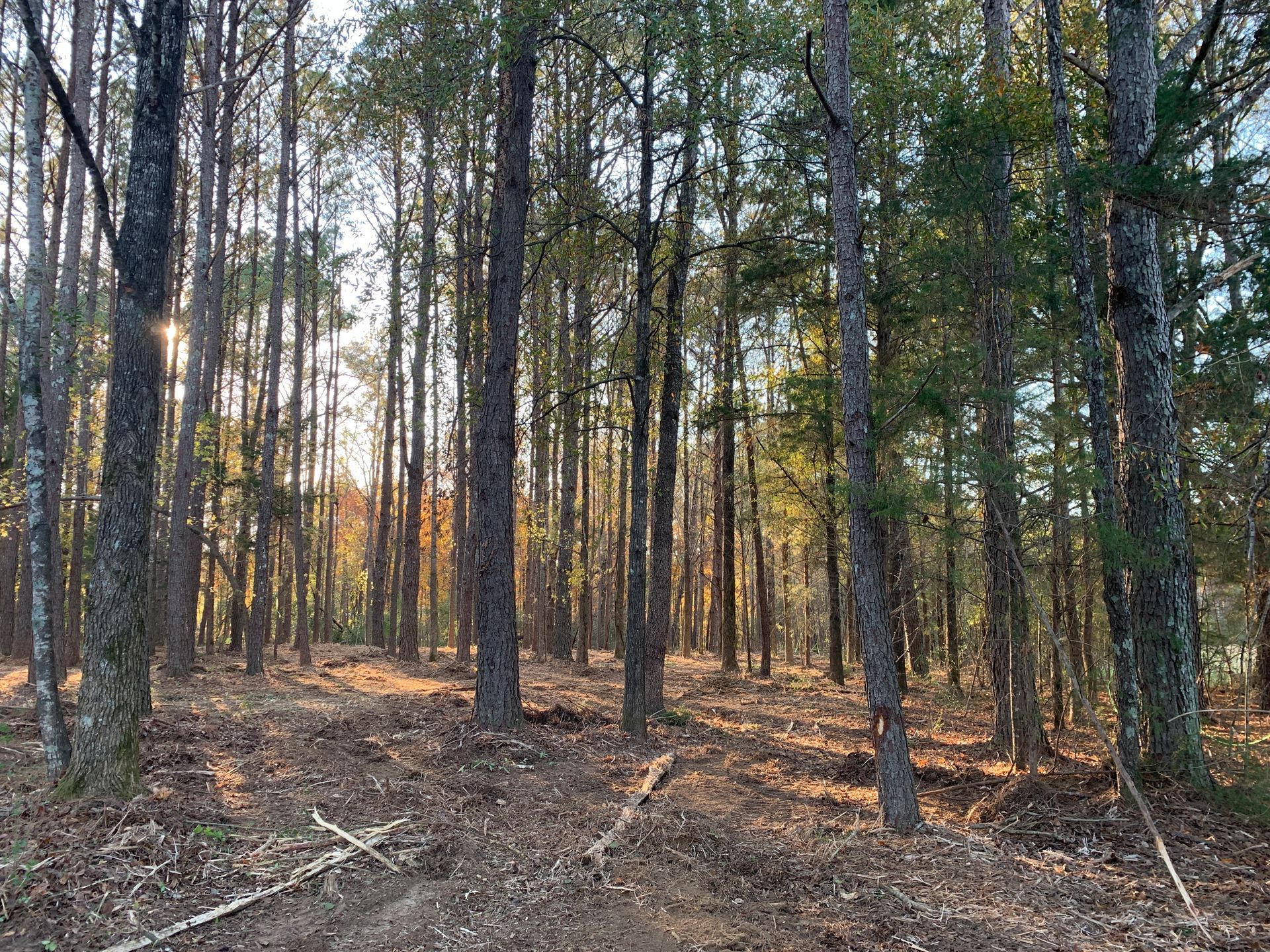 After Tree Clearing - Aberdeen, MS - Ground Pounders
