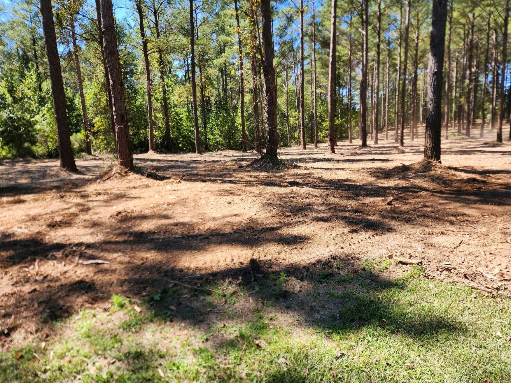 After Forest Land Clearing - Aberdeen, MS - Ground Pounders