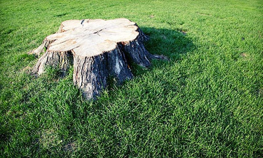 A stump in Starkville, MS, that needs tree stump grinding