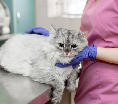 Preparing The Cat For Surgery — Niles, OH — Animal Medical Care Center & Cat Hospital