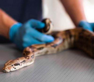 Veterinarian Holding A Snake — Niles, OH — Animal Medical Care Center & Cat Hospital