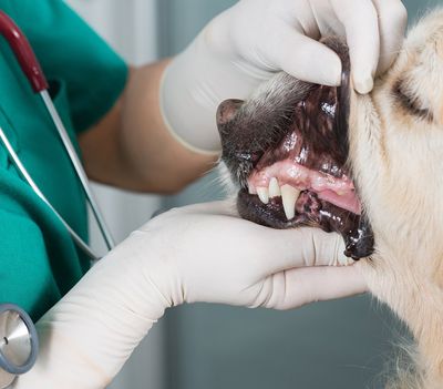 Checking Dog Teeth — Niles, OH — Animal Medical Care Center & Cat Hospital