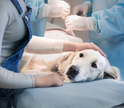 Dog Having Surgery — Niles, OH — Animal Medical Care Center & Cat Hospital