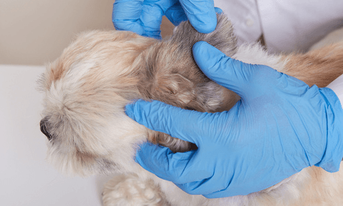 Veterinarian Checking Dog Head — Niles, OH — Animal Medical Care Center & Cat Hospital