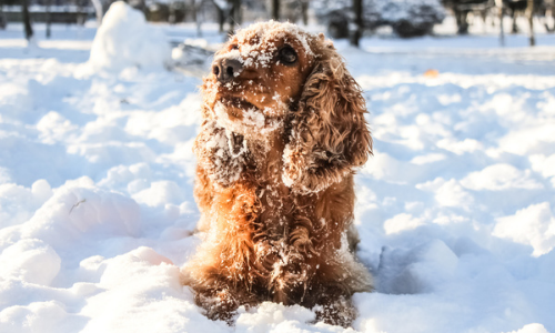 Cute Dog On Snow — Niles, OH — Animal Medical Care Center & Cat Hospital