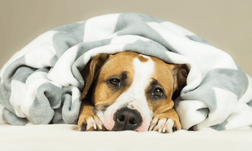 Dog Under A Towel — Niles, OH — Animal Medical Care Center & Cat Hospital