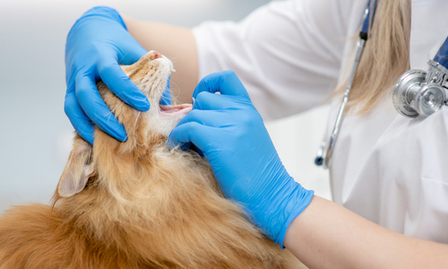 Veterinarian Checking Cat Teeth — Niles, OH — Animal Medical Care Center & Cat Hospital