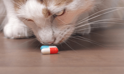 Cat Smelling The Medicine Capsule — Niles, OH — Animal Medical Care Center & Cat Hospital