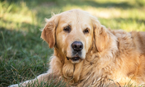 Senior Dog — Niles, OH — Animal Medical Care Center & Cat Hospital