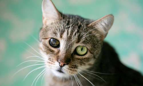 Cat With Glaucoma — Niles, OH — Animal Medical Care Center & Cat Hospital