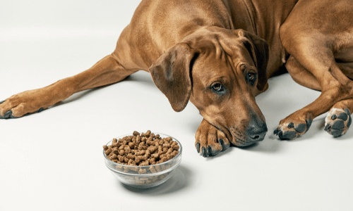 Brown Dog And Dog Food — Niles, OH — Animal Medical Care Center & Cat Hospital