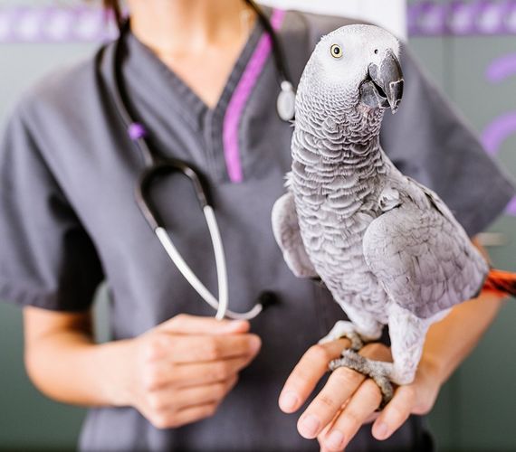 Veterinarian Holding A Parrot — Niles, OH — Animal Medical Care Center & Cat Hospital