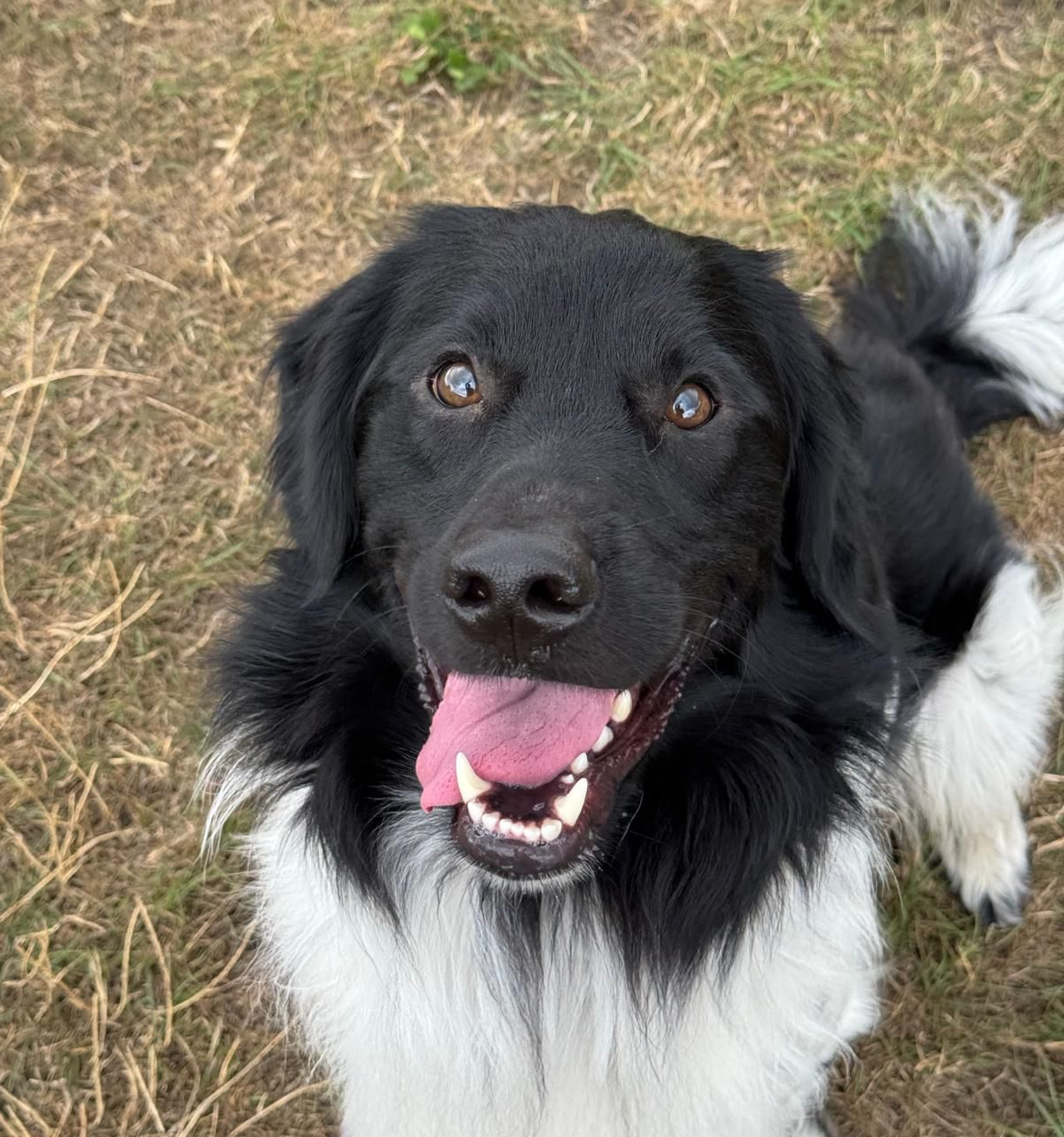 Happy black and white Stabyhoun dog during adolescent dog training outdoors in Reading