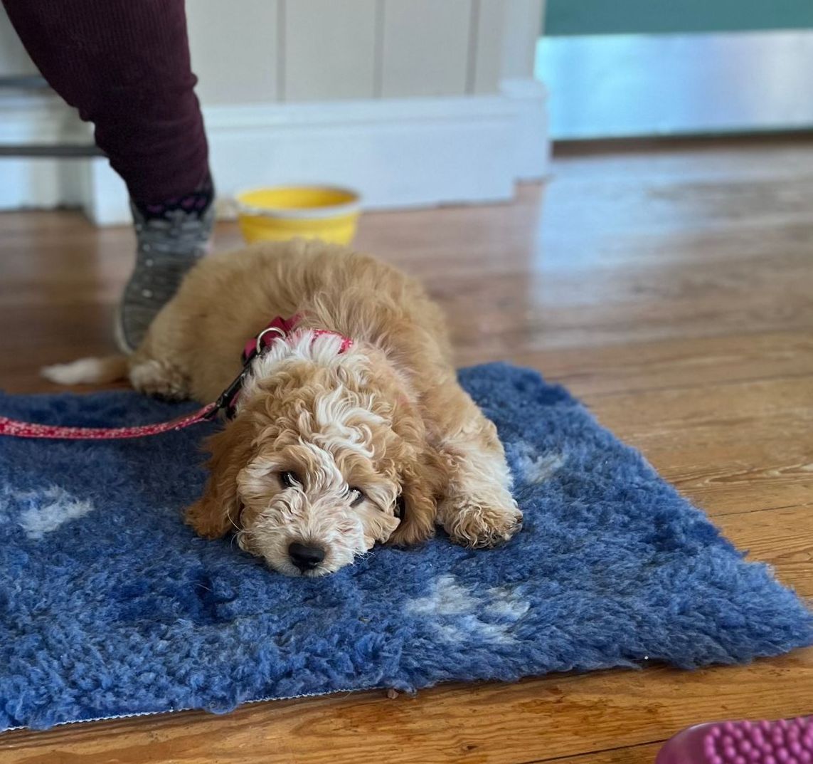 cockapoo puppy resting on a bed after training and enrichment 