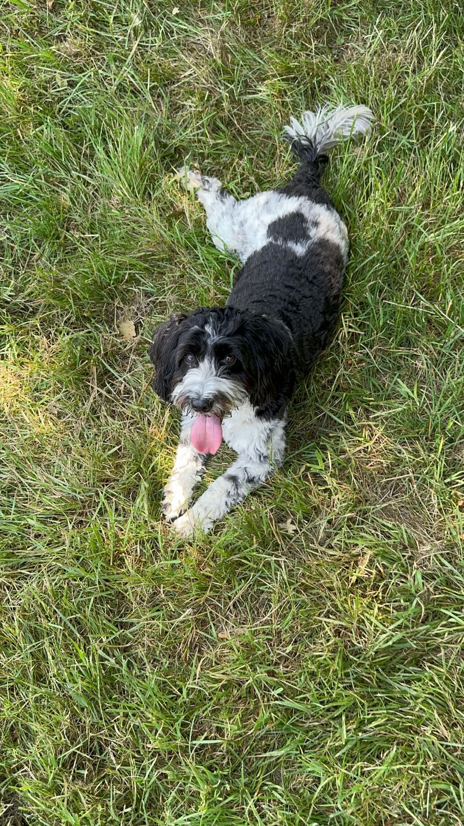 Cockapoo lying in the grass, panting with tongue out, cooling off in the shade during a summer walk 